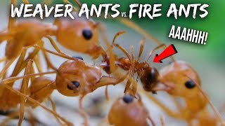 Ant War Weaver Ants vs Fire Ants [upl. by Yrovi]