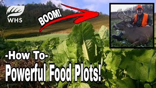 How To Plant Powerful Brassica Food Plots [upl. by Vernon]