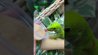 Giant Day Gecko eating at The Bio Dude Inc [upl. by Eihcir]