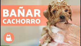 Cómo BAÑAR a un PERRO CACHORRO por primera vez [upl. by Yemar]