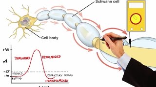 NEURON ACTION POTENTIAL MADE EASY [upl. by Ardnait]