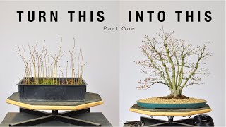 Turn Japanese Maple Seedlings into a Clump Style Bonsai Part 1  BonsaiU [upl. by Poland]