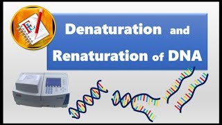 Denaturation and Renaturation of DNA [upl. by Venn344]