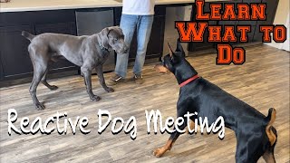 Learn how to let your reactive dog meet other dogs [upl. by Selrahcnhoj]