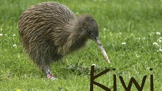 Kiwi Bird 4K [upl. by Kerek]