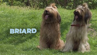 Briard Dog Breed Information 101 [upl. by Aivekahs34]