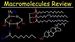 Macromolecules Review [upl. by Haldes281]