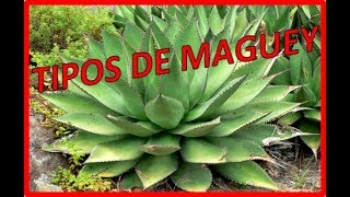 Tipos de magueyagave y sus nombres  PLANTAS MEDICINALES [upl. by Nona]