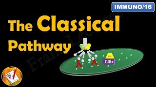 The Classical Pathway  The Complement System Part IV FLImmuno16 [upl. by Stedman]