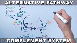 Alternative Pathway of Complement System [upl. by Hooker]