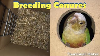 Breeding Conures [upl. by Ykroc554]