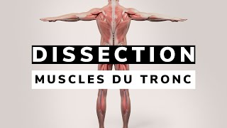 Révision ANATOMIE des MUSCLES du TRONC [upl. by Buyse]