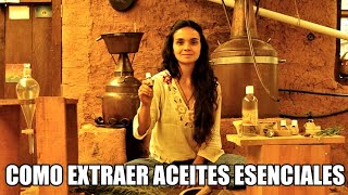 Como extraer ACEITES ESENCIALES LA MEJOR FORMA Orgánicos y artesanales [upl. by Hueston]