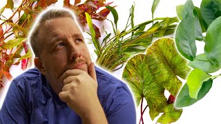 Top 5 Aquarium Plants to TRANSFORM Your Fish Tank​ [upl. by Asilana]