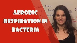 Aerobic Respiration in Bacteria [upl. by Donia724]