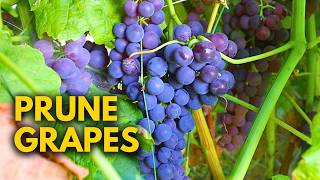 How to Prune Table Grapes for BEGINNERS [upl. by Yrreiht]