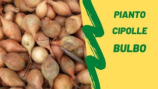 Come piantare le Cipolle da Bulbo e le Piantine di Cipolla TUTORIAL [upl. by Phares]