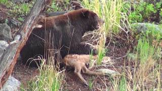 Bear eats elk calf alive  RAW uncut version  Yellowstone National Park [upl. by Chapen]