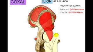 OSTEOLOGIA DE MIEMBRO INFERIOR 1 [upl. by Navinod]