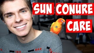 Sun Conure Care Guide  Is a Sun Conure Right for You [upl. by Aeriell781]