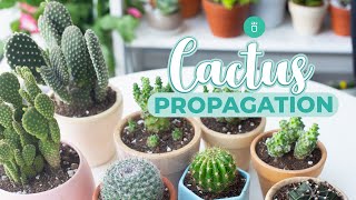 HOW TO PROPAGATE CACTUS EASY amp FAST [upl. by Dnalsor]