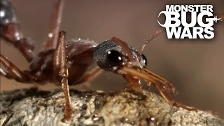 Bull Ant Vs Redback Spider  MONSTER BUG WARS [upl. by Ernestus]