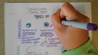 White Blood Cells  Granulocytes amp Lymphocytes  Part 1 [upl. by Pollak167]