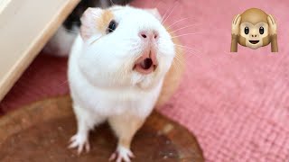 Guinea Pig MEGA Squeak and Noises Compilation [upl. by Quartis]