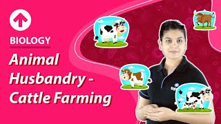 Animal Husbandry  Cattle farming  Biology [upl. by Anaynek255]