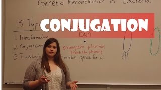 Conjugation in Bacteria [upl. by Delwin445]