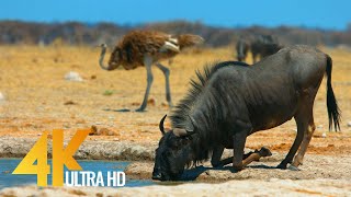 4K African Antelopes  Wild Animals Of Africa in 10 bit color  Part 2 [upl. by Haggi]