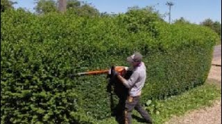 HEDGE trimming privet ligustrum [upl. by Aseyt]