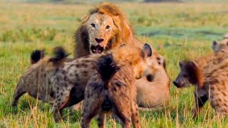 Best Lion Moments Part 1  Top 5  BBC Earth [upl. by Bibeau]