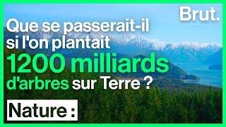 Reforestation massive  la solution pour limiter le réchauffement climatique [upl. by Uba]