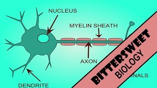 Action Potential Explained  The Neuron [upl. by Repsaj]