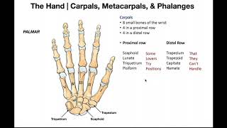 Bones and Joints of the Hand [upl. by Nisay418]