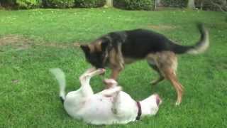 Big Dogs Playing Rough Training Video  Cutest Couple [upl. by Rettke]