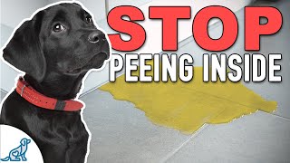 Stop Accidents Indoors With THIS Puppy Potty Training Plan [upl. by Halsey725]