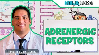 Neurology  Adrenergic Receptors [upl. by Nnel23]