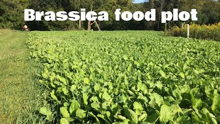 Planting A Brassica Fall Food Plot [upl. by Elkcim36]