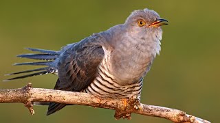 Bird sounds – Common cuckoo Cuculus canorus [upl. by Sara51]