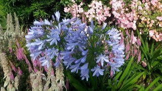 How to dead head Agapanthus [upl. by Atinomar222]