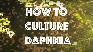 How To Culture Daphnia Magna [upl. by Anec]