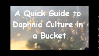 How to culture daphnia outside [upl. by Kirk]