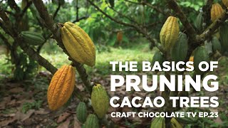 Pruning Cacao The Basics  Episode 23  Craft Chocolate TV [upl. by Leonor976]