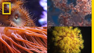 Coral Reefs 101  National Geographic [upl. by Olraced504]