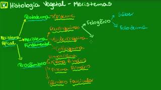 Meristemas secundários  Botânica  Biologia [upl. by Krishnah25]