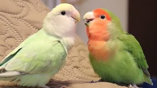 Lovebirds Singing amp Talking  Lovebirds As Pets [upl. by Eirehs]