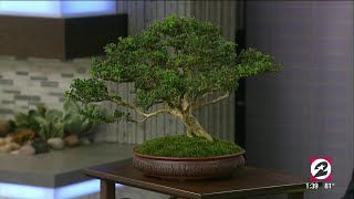 How to properly care for your Bonsai tree  HOUSTON LIFE  KPRC 2 [upl. by Navinod56]