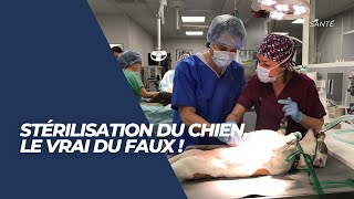 CHIENNE  Stérilisation  Le vrai du faux [upl. by Andris]